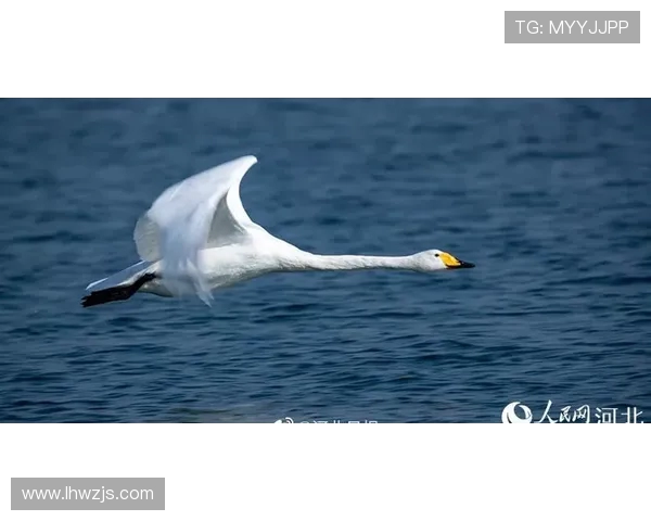 新泻天鹅与田喜悦的精彩对决引发的热议与期待